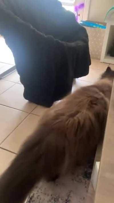 Big Birb the TV Star