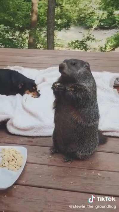 Just animals eating dinner