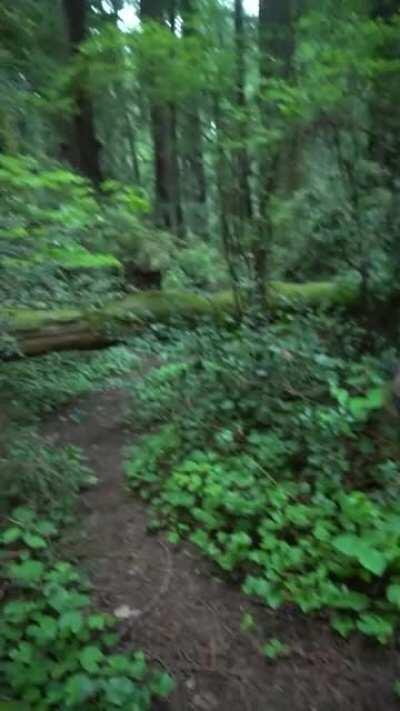 Let’s find a quiet place in the forest to fuck 🌲 [OC][GIF]