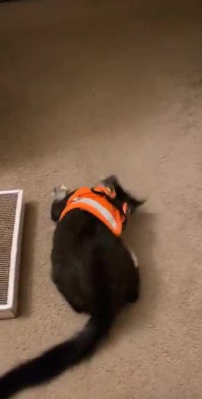 After one too many shots of leche