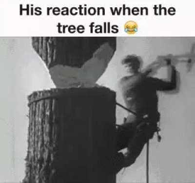 When the tree falls [L]