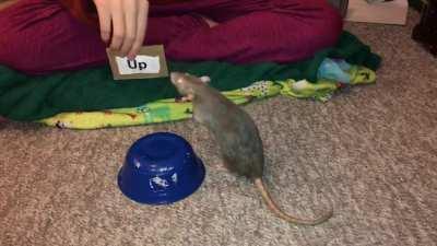 Pickle Can Read a Card! (or can she...?)