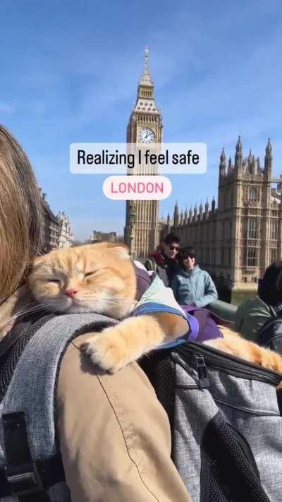 Sweetest cat companion