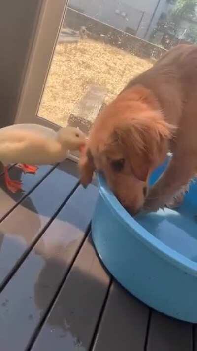 Dog occupies pool, ignores repeated complaints from owner