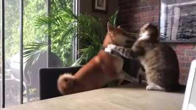 Karma is the cat........