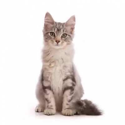 Timelapse showing the growth of a kitten into a cat