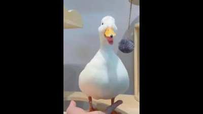 xqc: “We’re going to have an early stream tomorrow.” Chat: