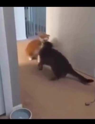 gatitos time widepeepoHappy