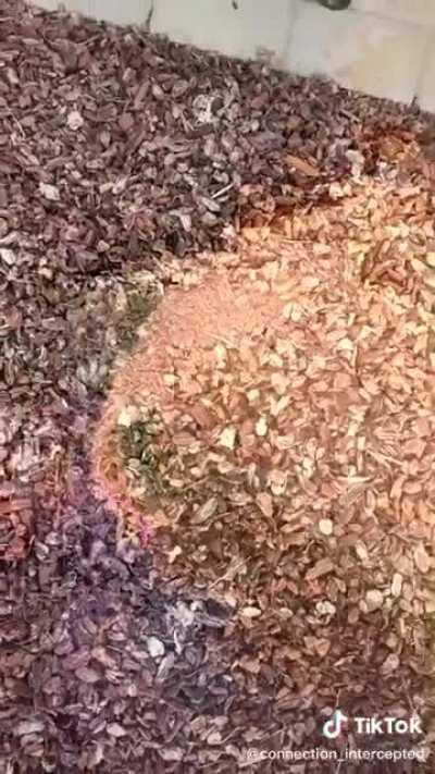 I just love these trippy videos!