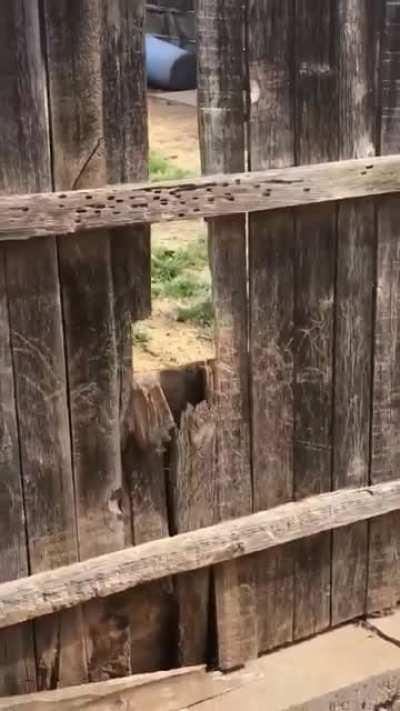 I think they need a stronger fence
