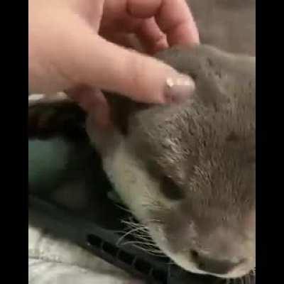 I am in love with this otter