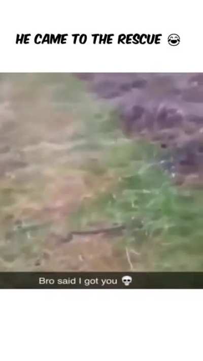 Dog yeeted it for you