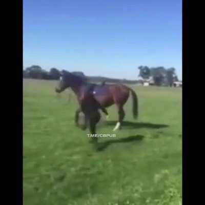 Aggressiver Heugaul attackiert unschuldigen Menschen