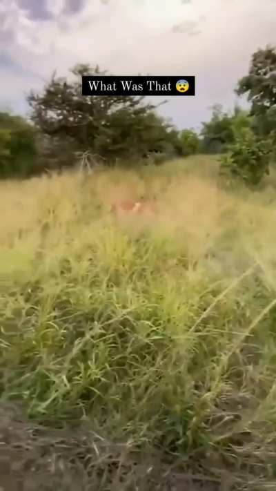 🔥 Speed of the hunt 