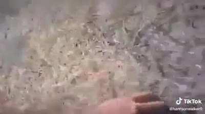 Does this belong here?