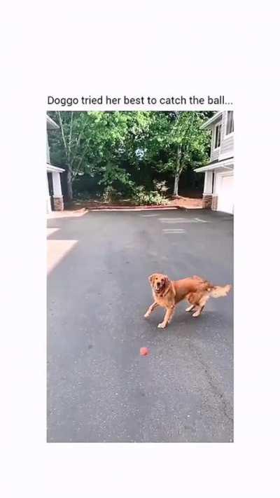 Funny moments of dogs