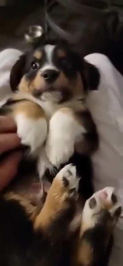 I shared a picture of my little Auggie Remington a few weeks back, here he is a little older and a little chonkier