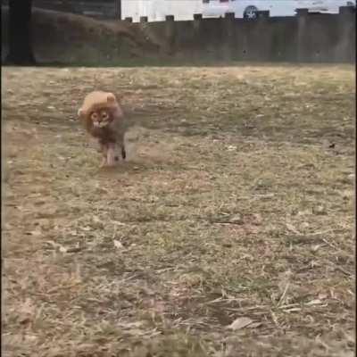 A strange jungle cat seen in the wild.