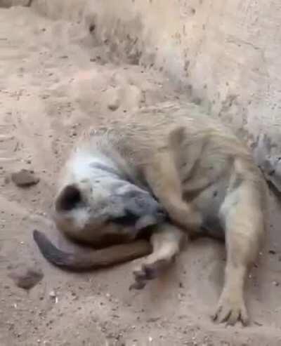 In general, meerkats sleep at night, and during the day they are always very active. But due to the fact that meerkats have a very intense metabolism, they can probably go into 