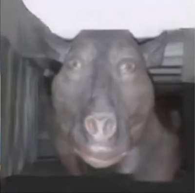 işte gerçek yetenek