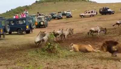 GADDAMIT WOMAN JUST PICK ONE