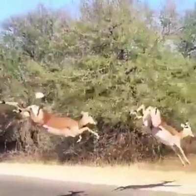 Gazelles are being chased by a cheetah across road