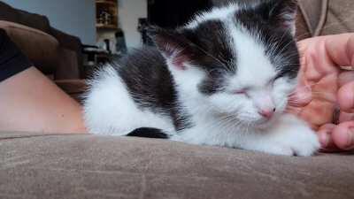 Criminal is now sleeping, preparing to capture