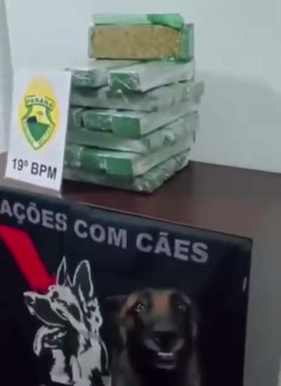 Proud dog in Brazil posing in front of his seized cocaine haul