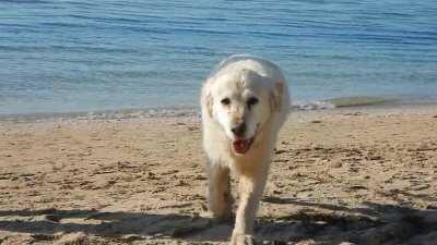 You deserve a break from scrolling... give this fluffy puppy a cuddle!