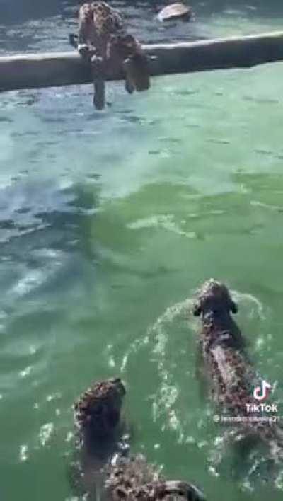 Jaguars training for the synchronized swimming olympics