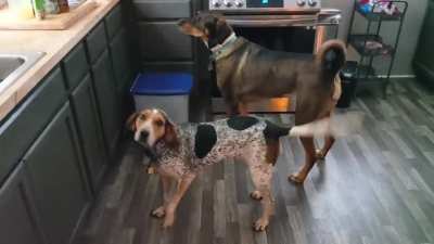 Daisy about to enjoy her Sunday breakfast! Happy Sunday!