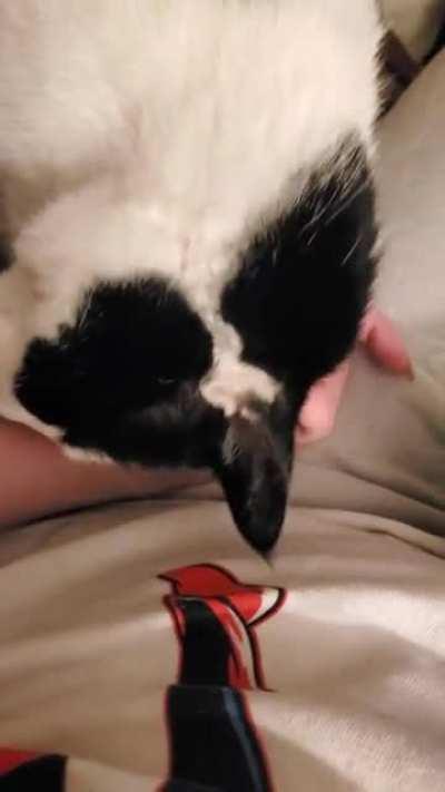 She pets herself whether I want to pet her or not.