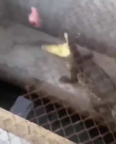 Why does my croccy says wortwortwort? Is he a sangheili?