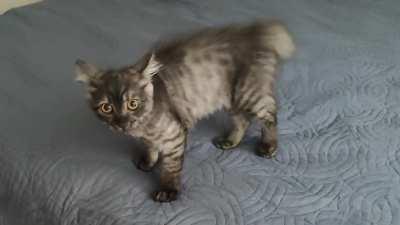 I was told to post this crab here