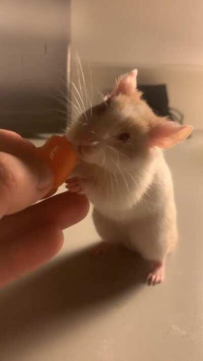 Mocha enjoying some well deserved carrot :)
