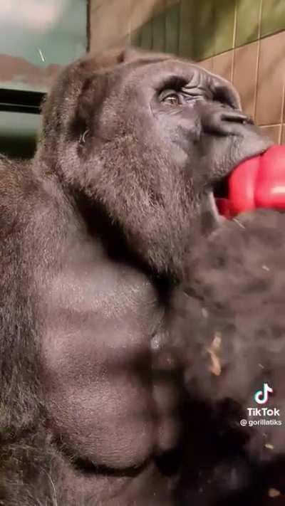 Gorilla lets one rip and considers his options.
