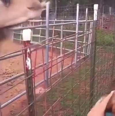 WCGW taking a selfie with Camel