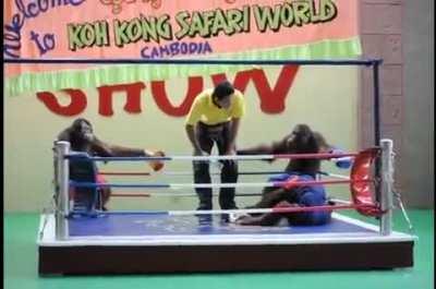 Holy shit 🤯🤯🤯 macedonians boxing