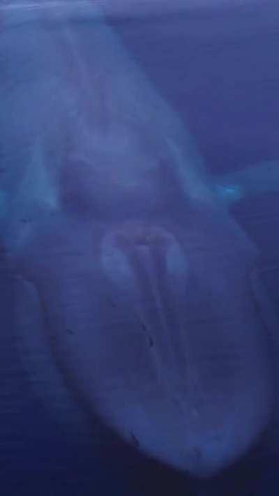 Just a Blue coming up for air...