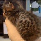 Fine. Im comfortable