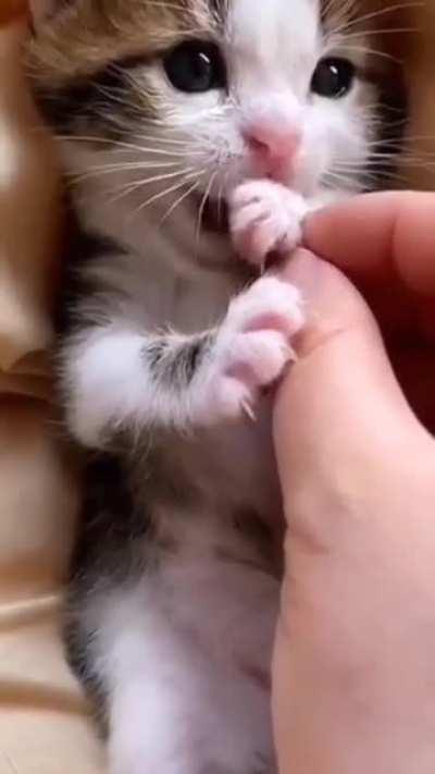 Cute Little Kitten