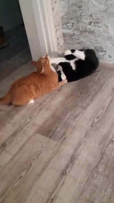 this how my cats fight