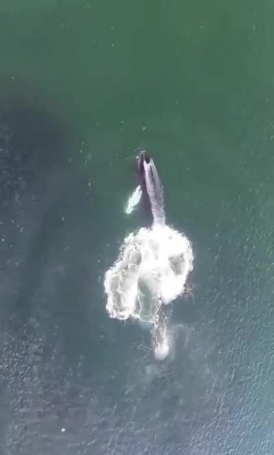 🔥 Humpback whale feasting on a school of fish 🔥