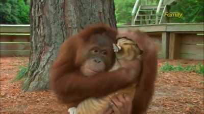 Apes don’t care if they get mauled…they just hodl. Uhm….get it? The ape is holding a land shark? That could tear him apart? So I think the tigers are Hedgies and the ape is us? …I’ll show myself out.