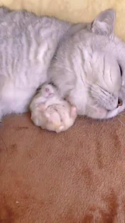 Hamster 🐹 and cat fell inlove and can't separate from eachother.