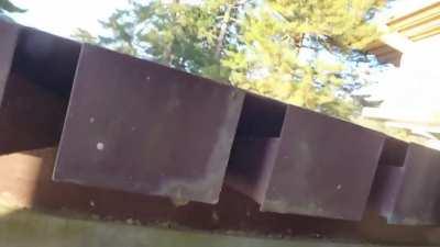 Sneak peaking a deer