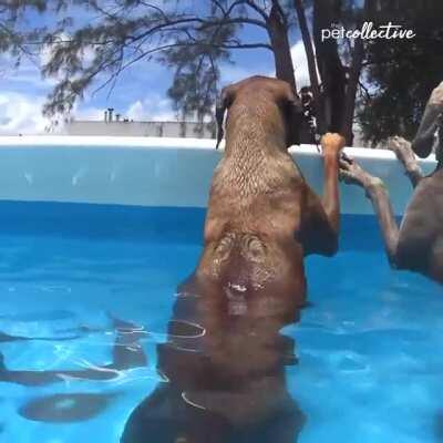 Dogs Lounge in Pool Party