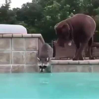This interspecies swim team.