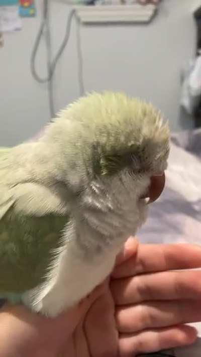 sleepy birb
