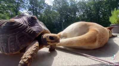 Tortoise goes for the jewels